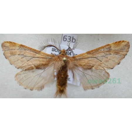 Ptilophora plumigera (Denis & Schiffermüller, 1775) Czech63b